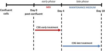 Regulation of mitotic clonal expansion and thermogenic pathway are involved in the antiadipogenic effects of cyanidin-3-O-glucoside